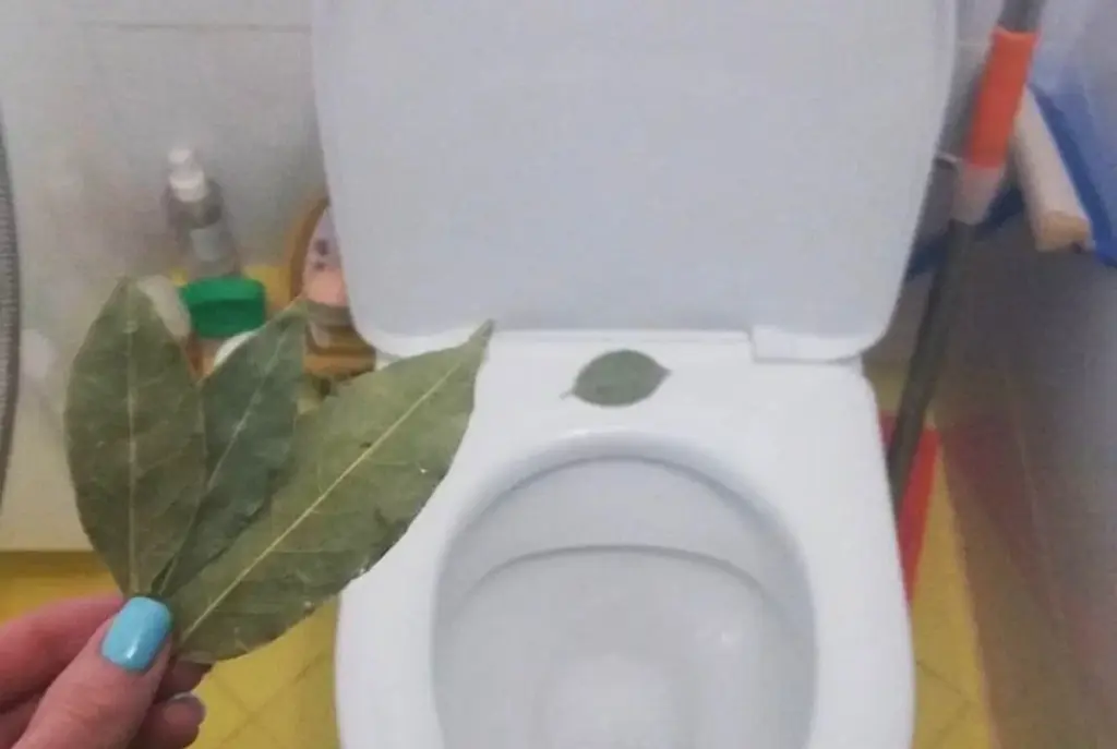 3 nieoczywiste sposoby na wykorzystanie liści laurowych w twoim domu