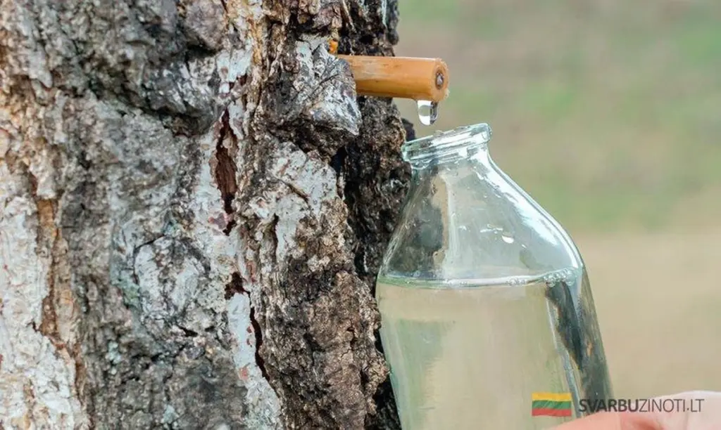 Dlaczego polscy mistrzowie zbierają sok z brzozy właśnie w kwietniu?