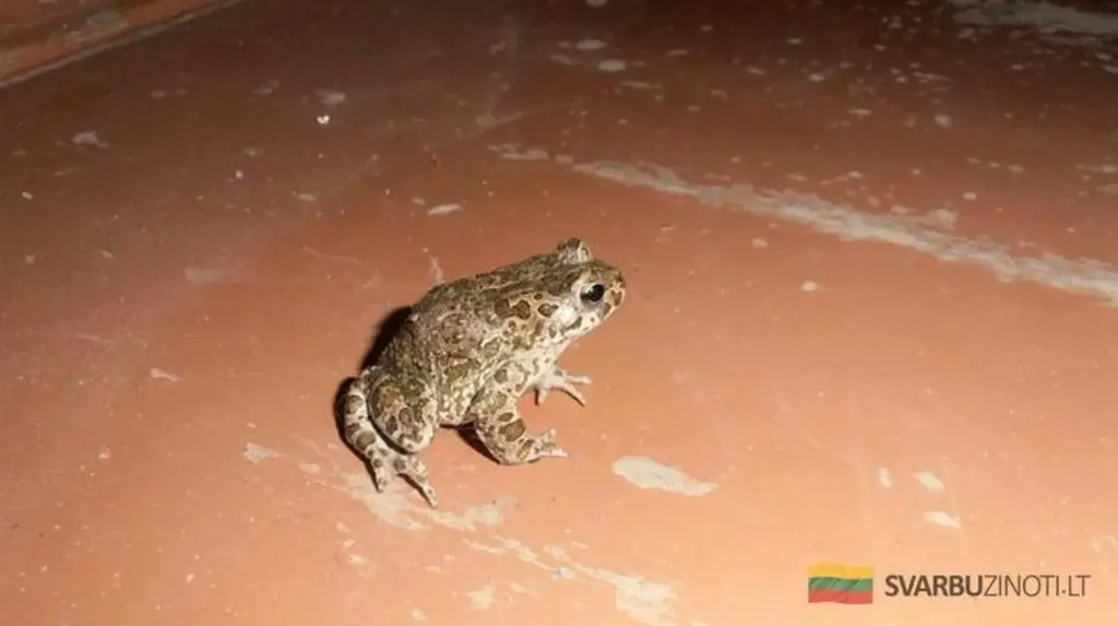 Dlaczego żaby wchodzą do domu i jak sobie z nimi radzić, by nie narobić kłopotów