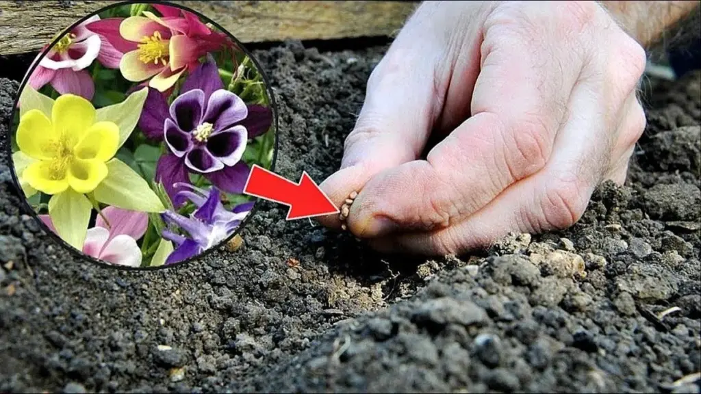 Kwiaty, które posadzisz jesienią, by zachwycały wiosną