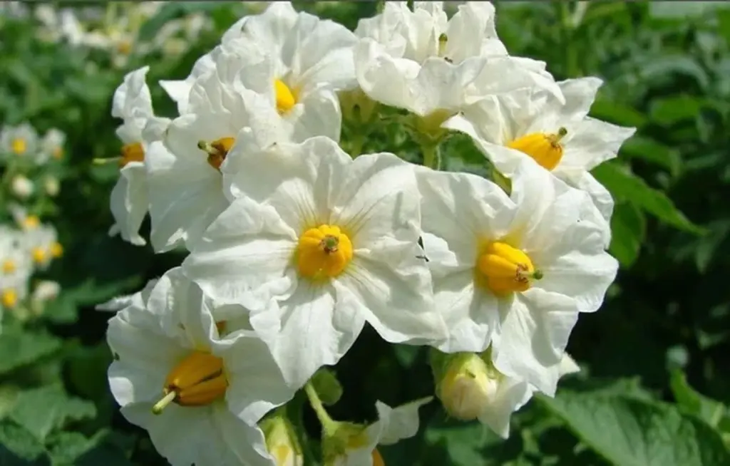 Niezwykłe leczenie raka płuc: przepis na wyciąg z kwiatów ziemniaka, który uratował życie