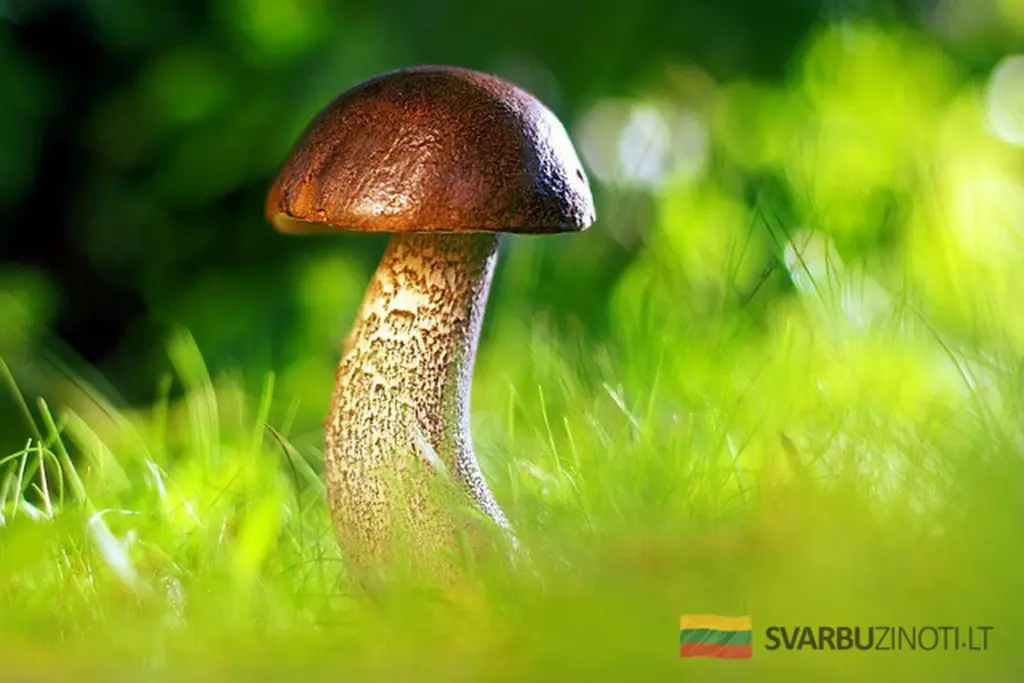 Sekrety grzybiarzy: Jak znaleźć grzyby w każdym lesie dzięki doświadczonym trikom