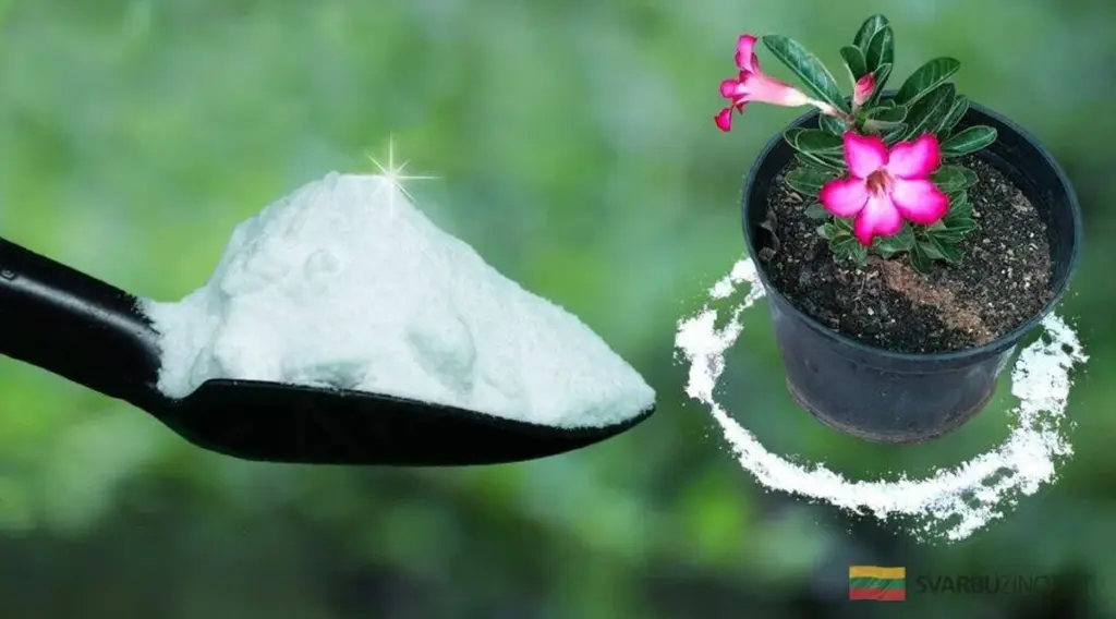 10 genialnych trików z sodą oczyszczoną, o których nie miałeś pojęcia! Twój dom i ogród podziękują.