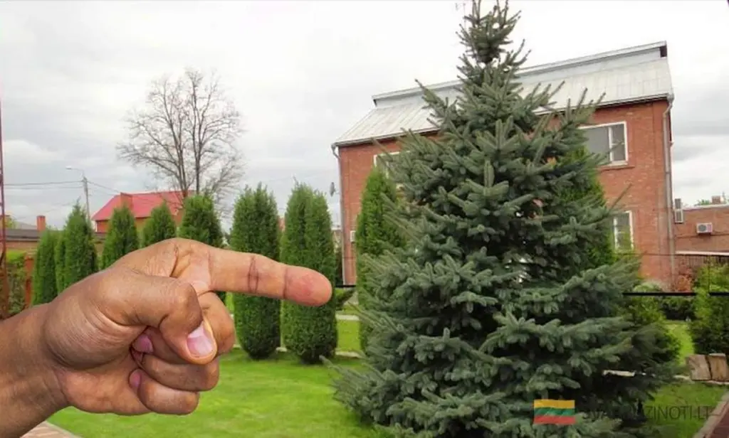 6 drzew, których lepiej nie sadzić blisko domu, by uniknąć problemów