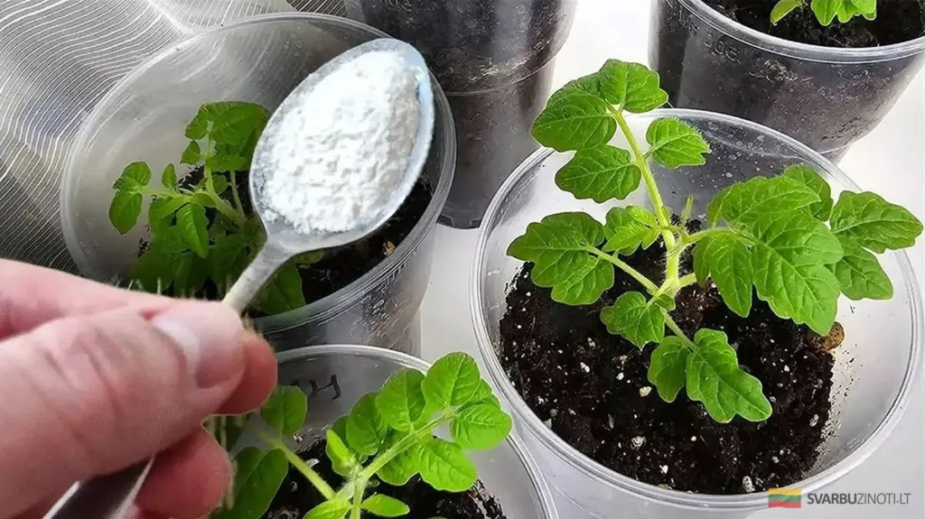 Dlaczego doświadczeni ogrodnicy czekają z nawożeniem sadzonek do marca