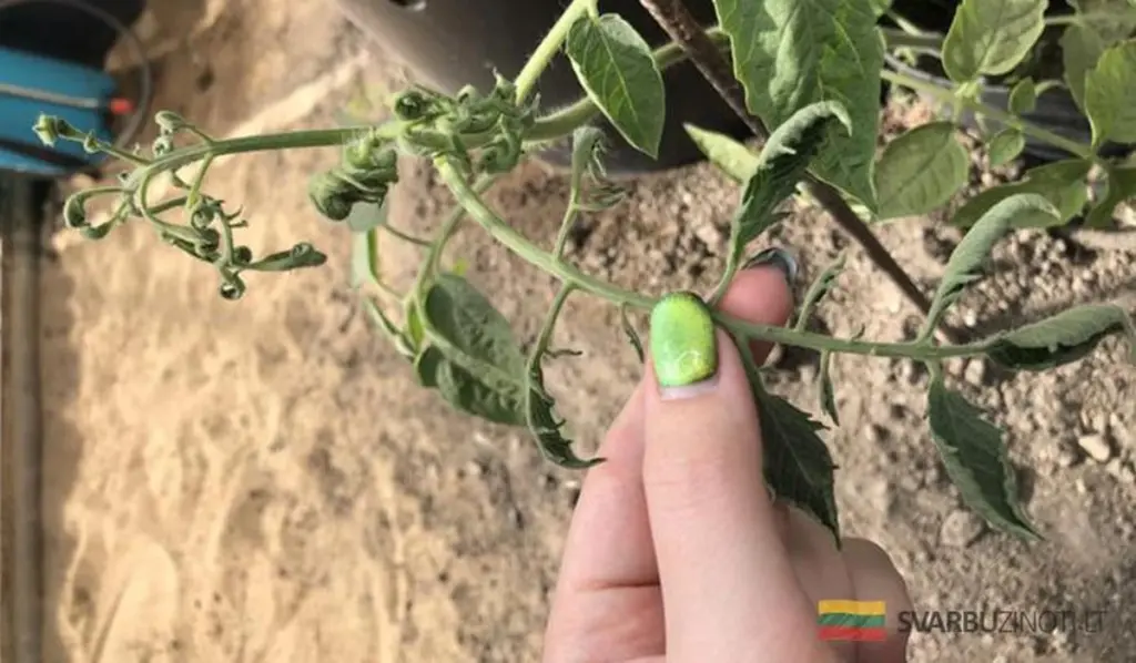 Dlaczego liście pomidorów się zwijają i jak uratować plony