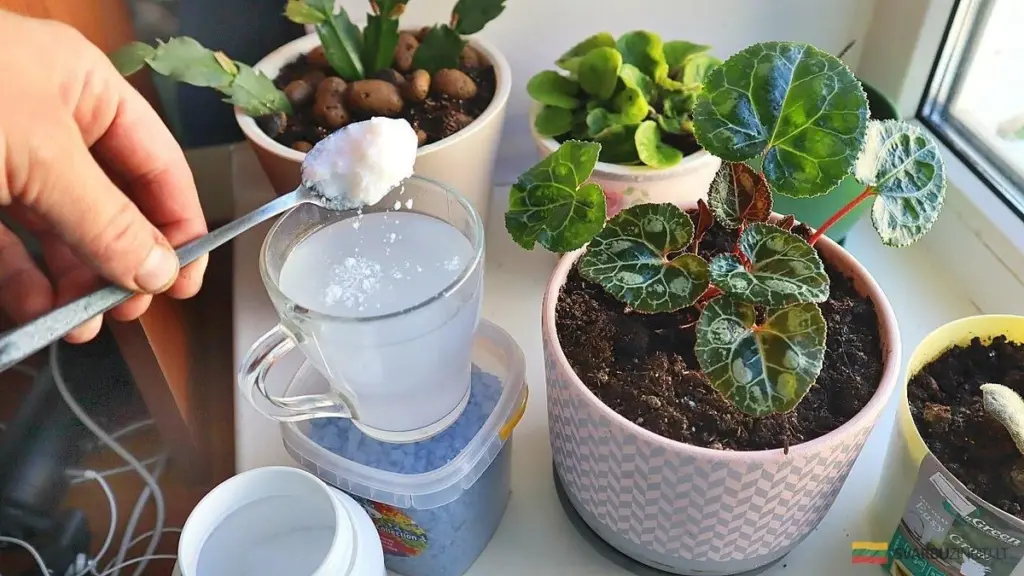 Dlaczego liście roślin doniczkowych żółkną i jak temu zaradzić. Skuteczne odżywianie