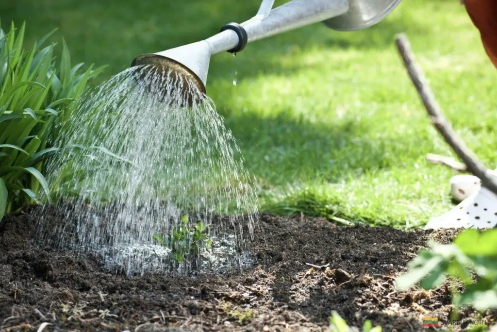 Dlaczego nie wolno przelewać warzywnika: najważniejsze przyczyny i jak unikać błędów