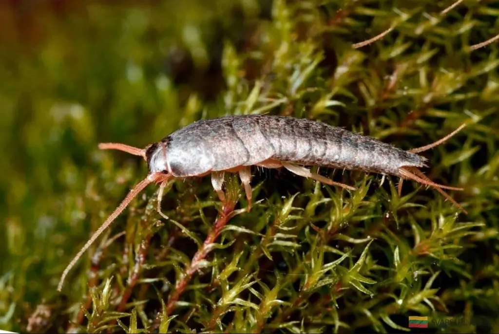 Dlaczego rybiki srebrzyste chowają się w Twojej łazience? Czy są groźne?