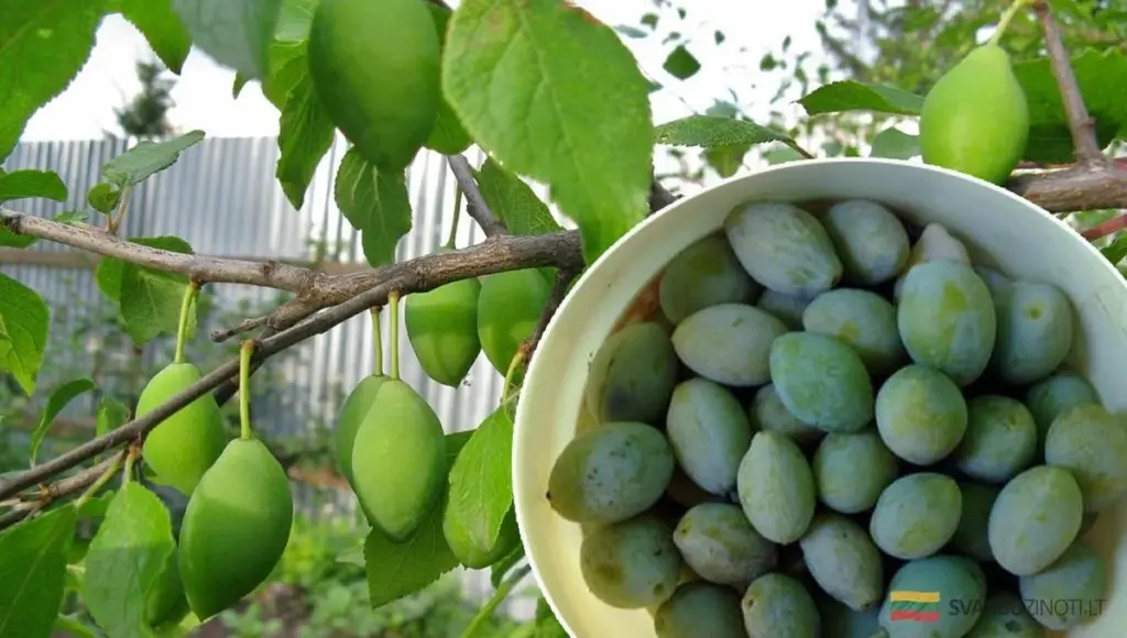 Dlaczego śliwki opadają przed dojrzewaniem i jak temu zapobiec?