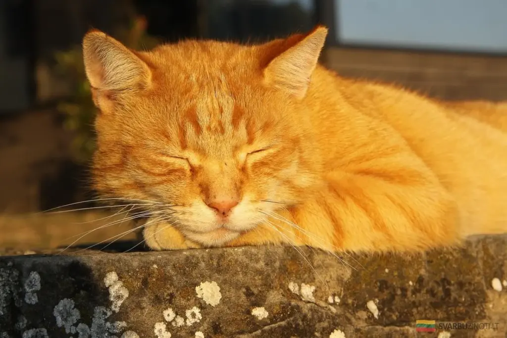 Dlaczego Twój kot przesypia życie? Osiem zaskakujących wyjaśnień