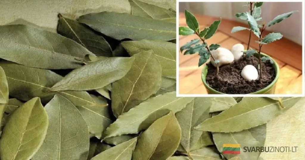 Domowy nawóz z liści laurowych: sekret bujnych roślin doniczkowych