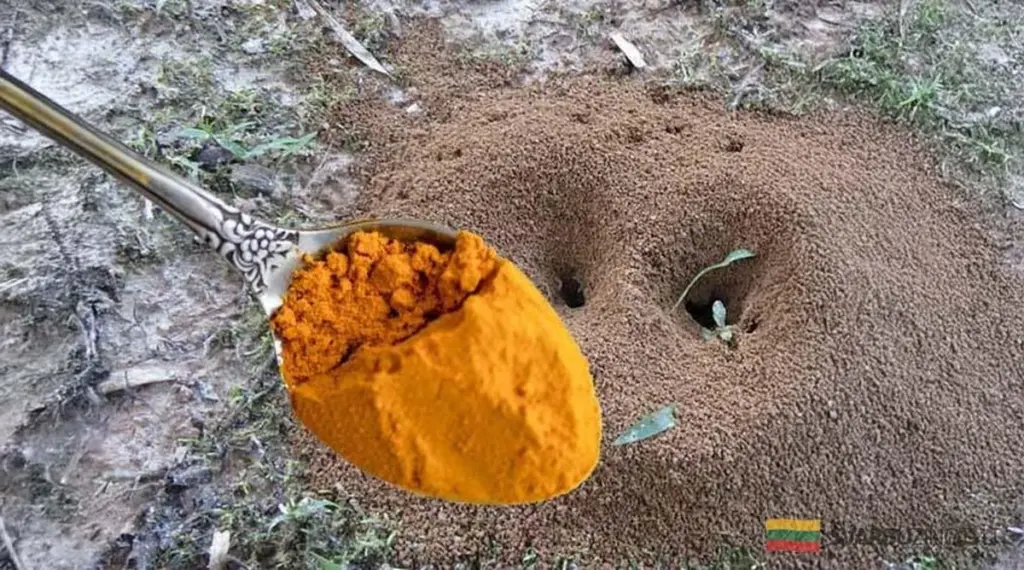 Domowy sposób na mrówki i mszyce: Sprzymierzeńcy Twojego ogrodu