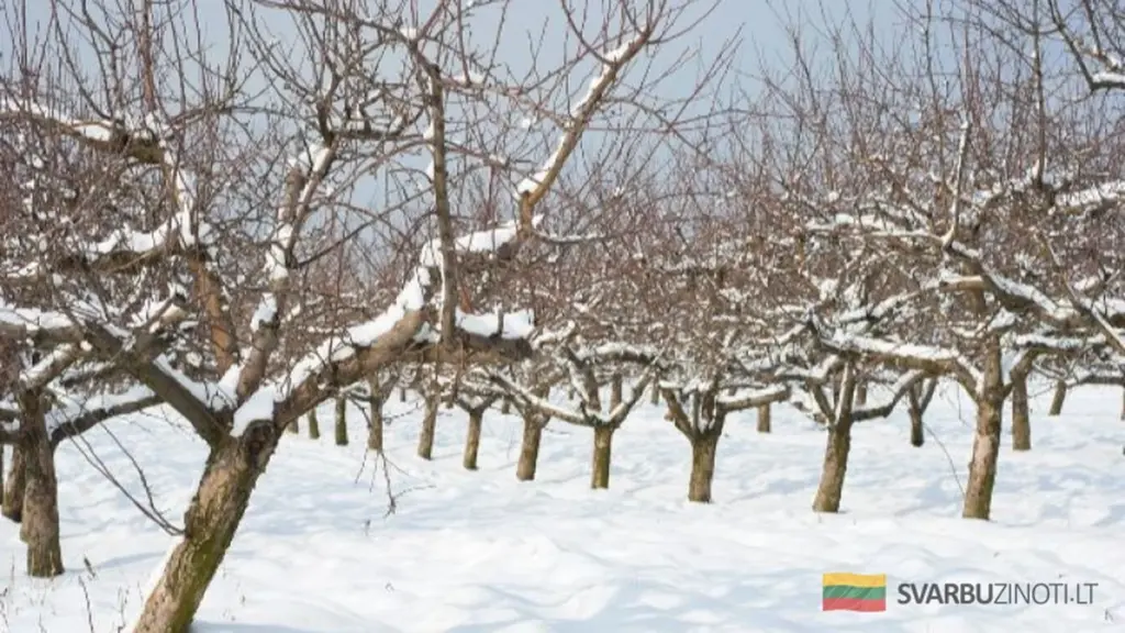 Jak ochronić młode drzewka owocowe przed silnymi mrozami: zrób to natychmiast