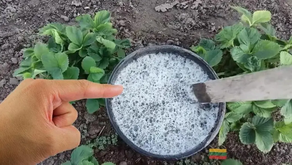 Jak uratować truskawki przed zimnem? Sekretna odżywka, która zapewni obfite plony