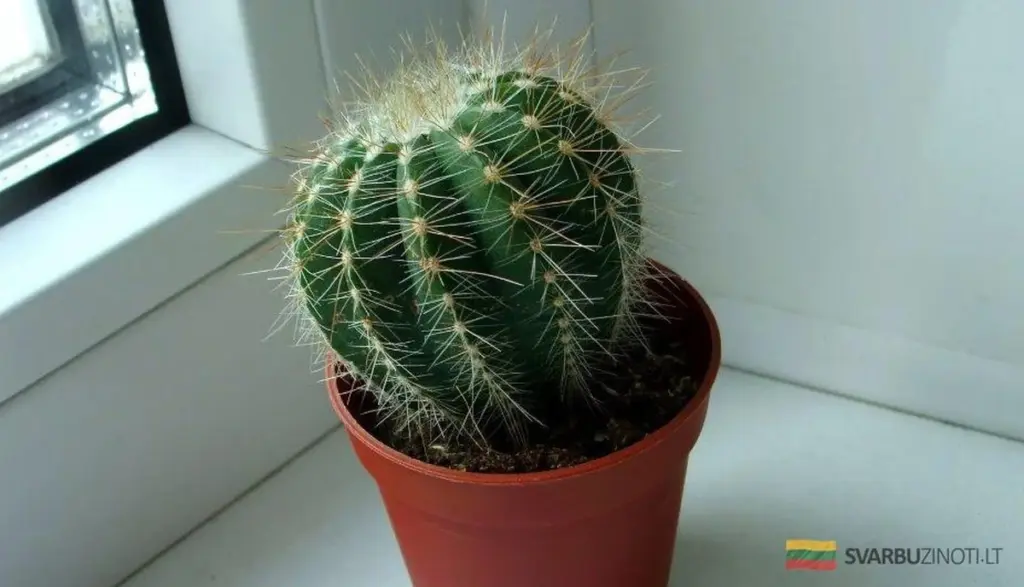 Jak zimować kaktusa, by wiosną zachwycał nowym wzrostem.