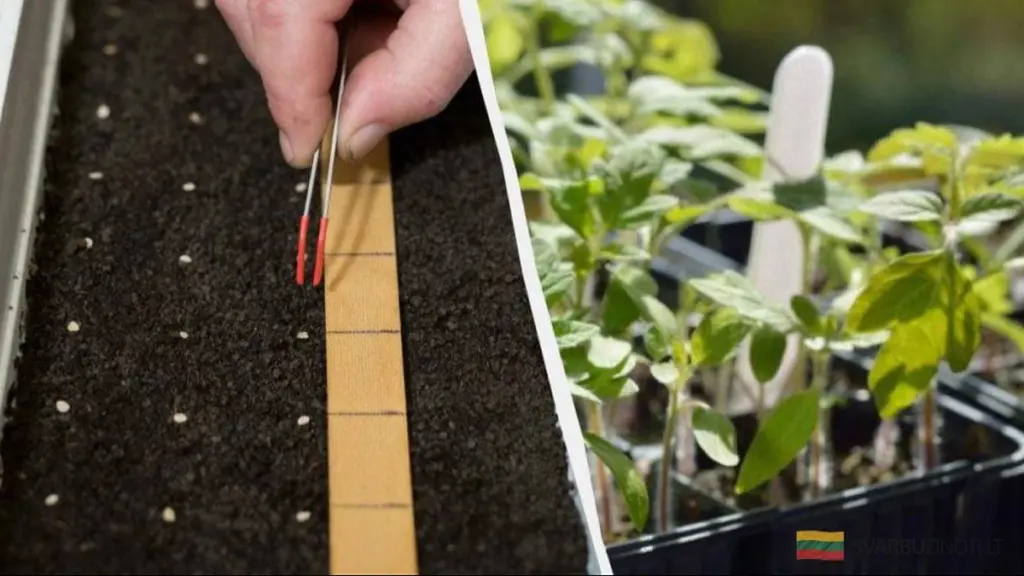 Kiedy zasiać pomidory na sadzonki w lutym 2026 roku? Kluczowe daty i triki