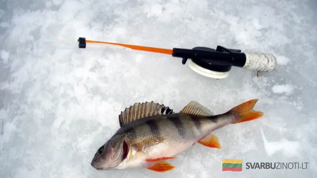 Największe trofea w lutym: kiedy i jak łowić ryby zimą, by trafić na rekord?