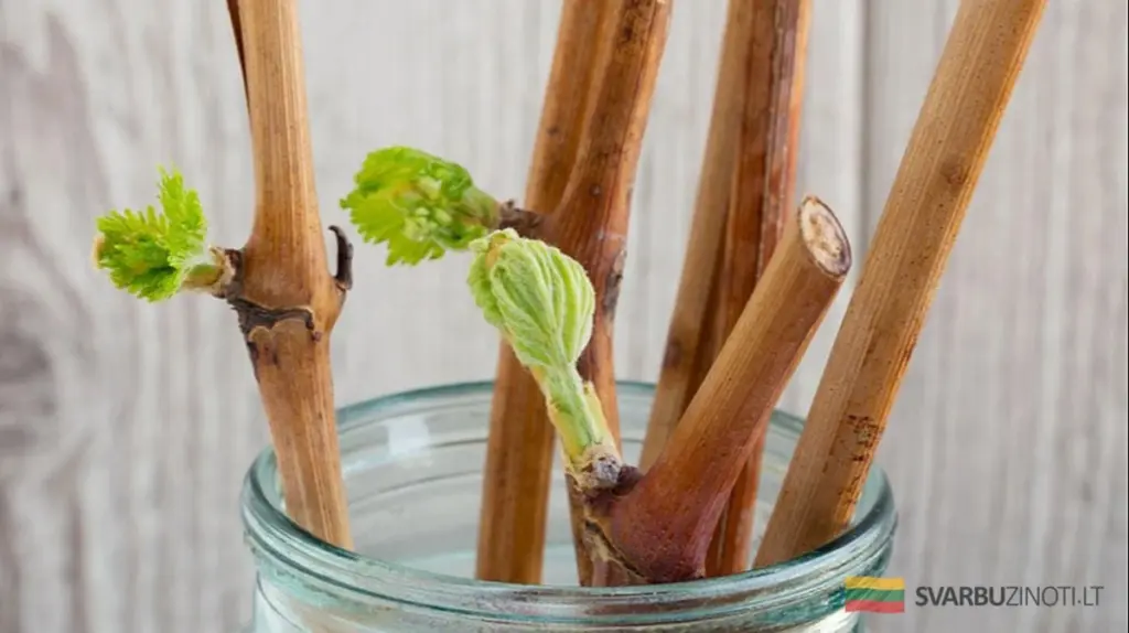 Sadzenie sadzonek jesienią czy wiosną? Poznaj wady i zalety każdego terminu