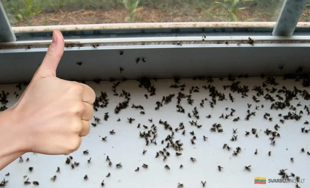 Zapomnij o muszkach w kuchni. Ten 1 składnik i 5 minut wystarczą, by pozbyć się ich raz na zawsze.