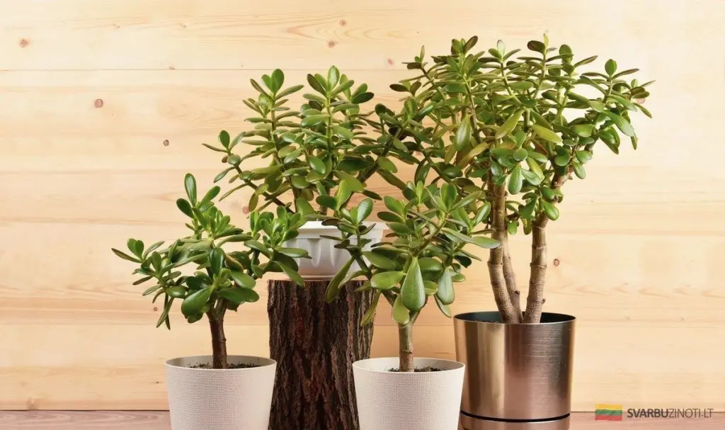 Dlaczego rośliny doniczkowe mogą zmienić Twoje finanse? Poznaj sekret "drzewka pieniędzy"