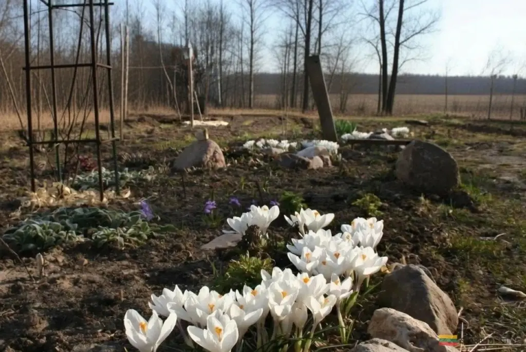 Jak przygotować ogród na sezon: proste triki doświadczonych ogrodników