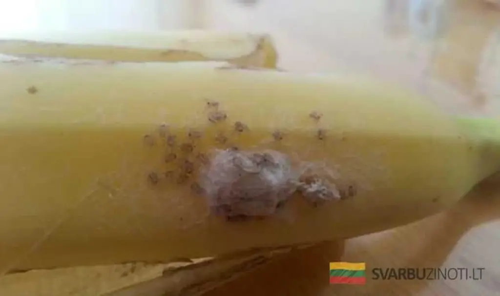 Jeśli zobaczysz ten dziwny dodatek na bananach, natychmiast odłóż owoc i wezwij pracownika sklepu!