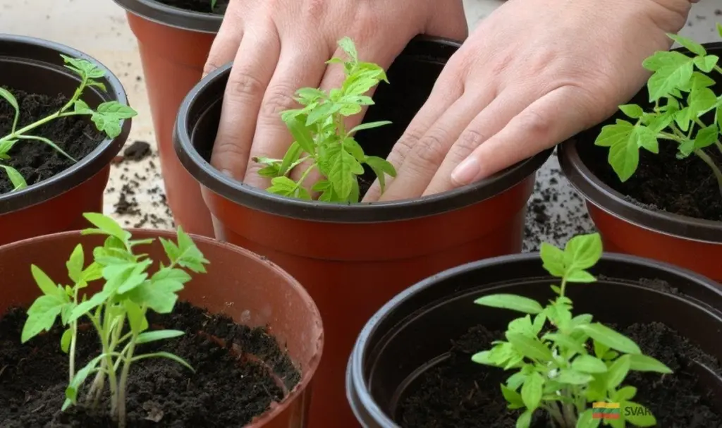 Kiedy siać pomidory i ogórki? Ogrodnicze triki na obfity plon