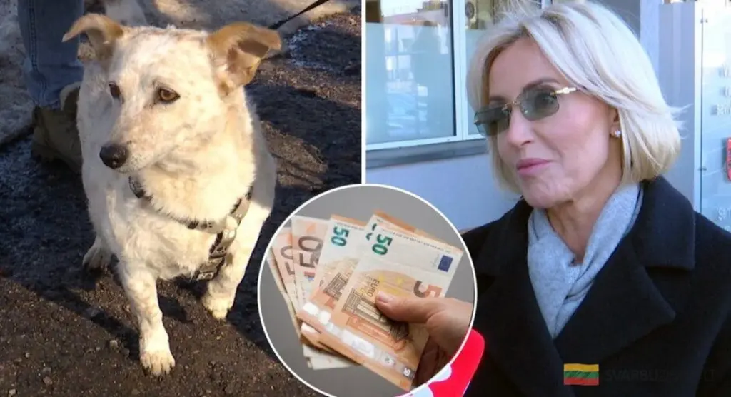 Nowy podatek od psich kup? Burza w Szirvintach. Miasteczko ma dość psich odchodów.