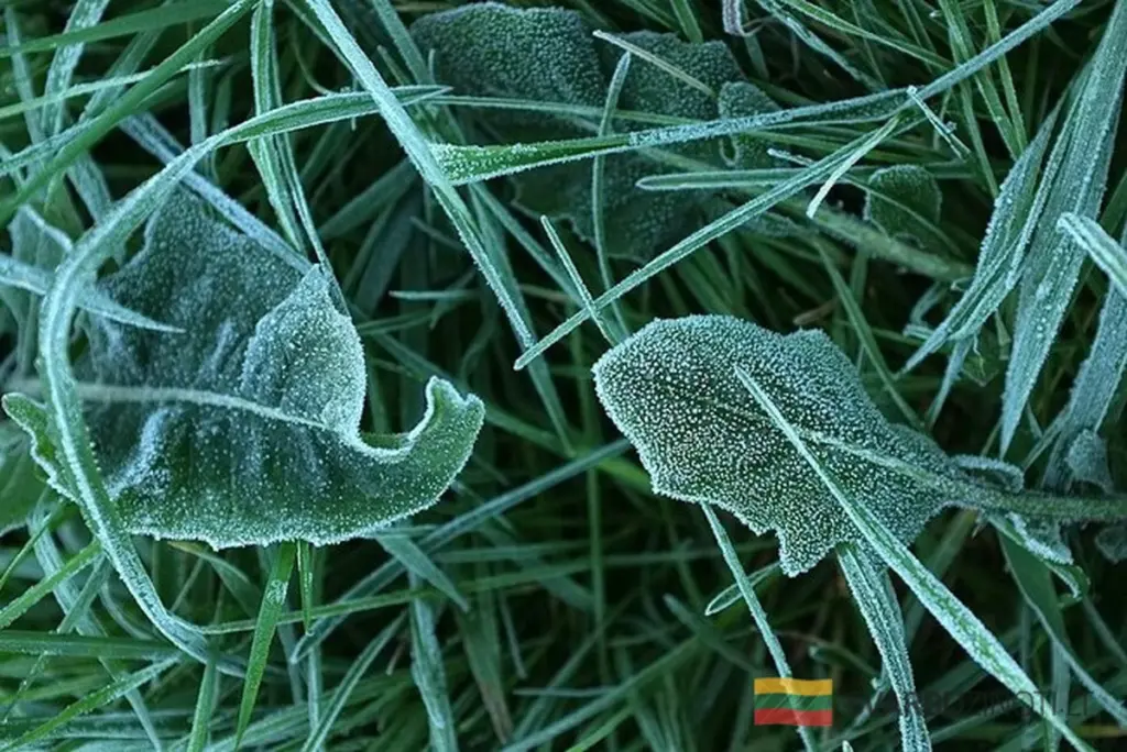 Powrót chłodów: Dlaczego lato jeszcze poczeka i co z przymrozkami?