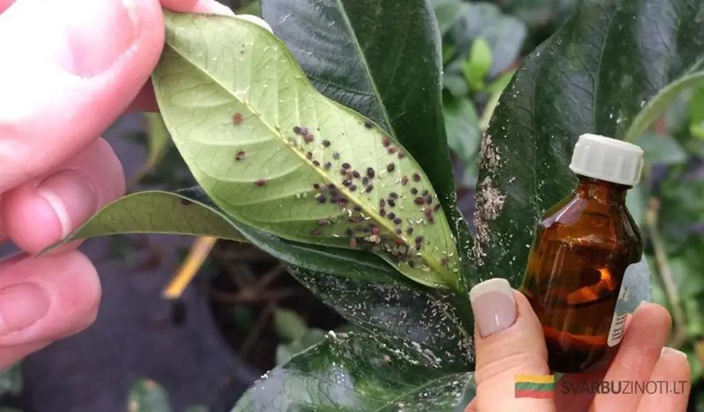 Te trikių sodininkams, kurie nubaido voratinklines erkes ir amarus