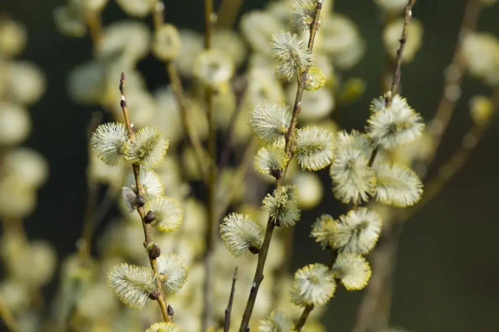 Zmęczenie wiosną? Oto 3 proste sztuczki, po których poczujesz się jak nowo narodzony
